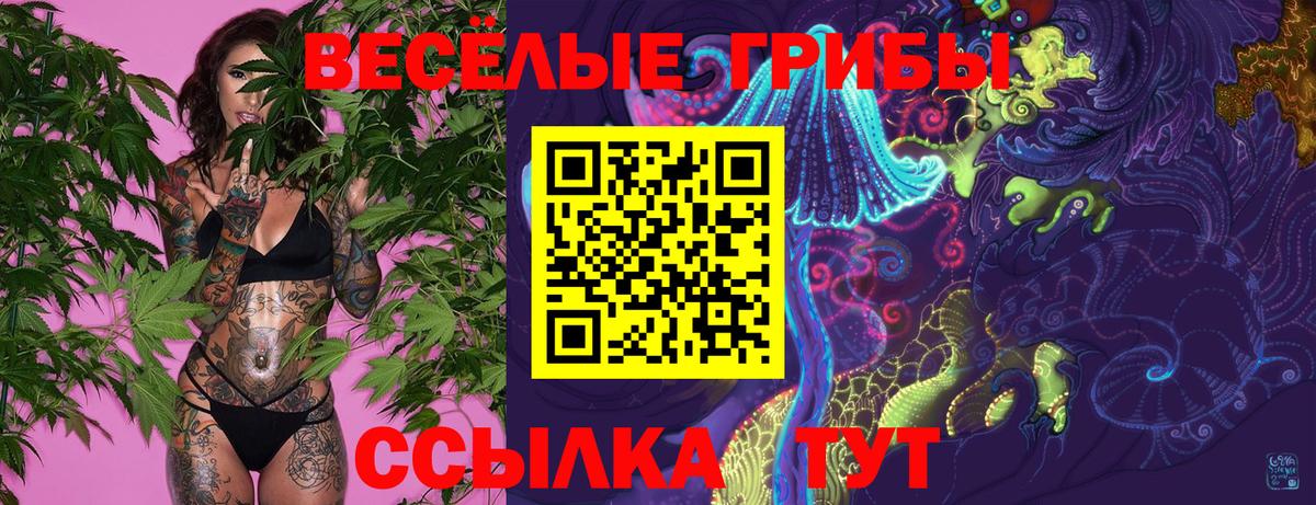 Галлюциногенные грибы Psilocybe Кандалакша
